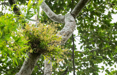 yellow wild orchid on tree