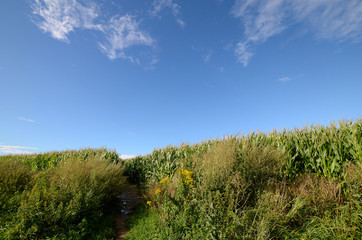 Fototapeta premium Corn field