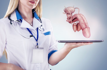Doctor holding human organs ( penis) and tablet , gray background.