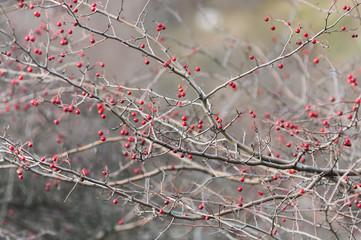 Bush of hawthorn in the autumn forest