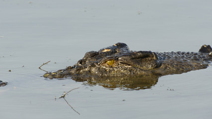 Saltwater Crocodile, Yellow River, Australia