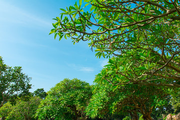 Summer sky and trees