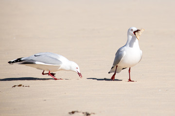 Möwen am Strand im Sand, Futter