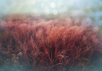 Autumn meadow