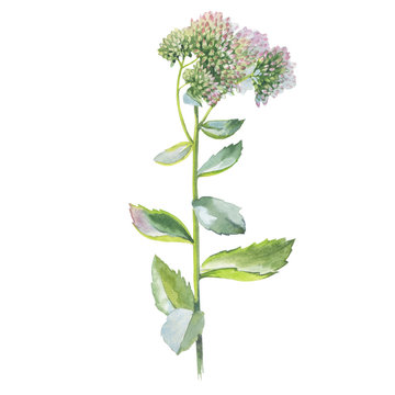 Wildflower flower Livelong in a watercolor style isolated. Full name of the herb: Orpine, Sedum, hylotelephium, livelong. Aquarelle flower for background, texture, pattern, frame or border.