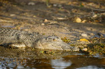 Saltwater Crocodile, Yellow River, Australia