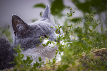 Cat enjoys nature