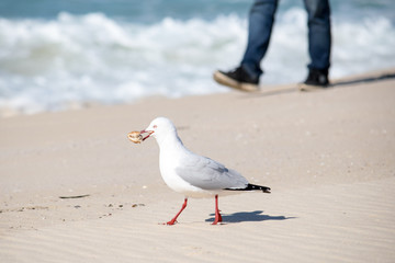 Möwe am Strand fängt Futter