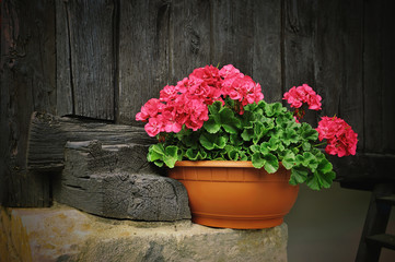 Fototapeta Red geranium flower, potted plant on rural black wooden background obraz