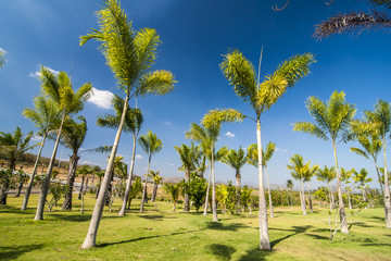 Palm plant, Thailand