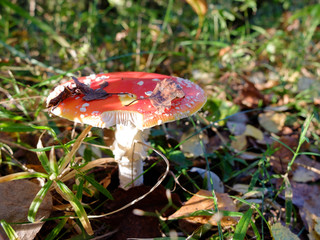Red amanita in the forest
