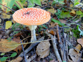 Red amanita
