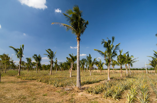 Palm plant, Thailand