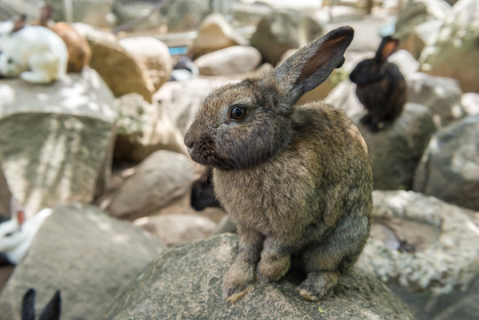Little rabbit on rock
