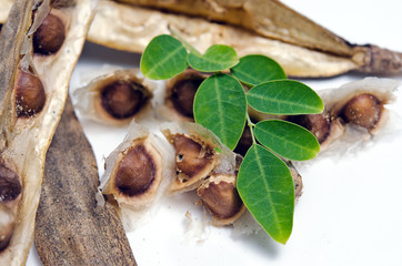 Moringa leaf and seed on white background