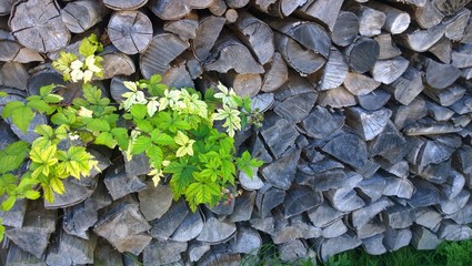 зеленые листья на фоне сложенных дров