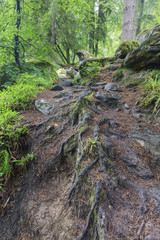 Wet tree trunk and green moss in forest close-up