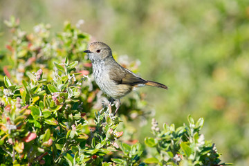 Kleiner Vogel auf Busch