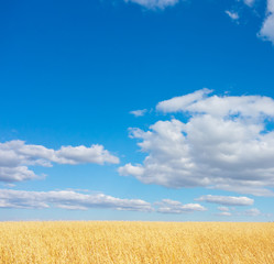 golden wheat field
