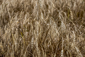 Spikelets of wheat in the sunlight. Yellow field