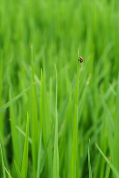 Ladybug in green rice field .
