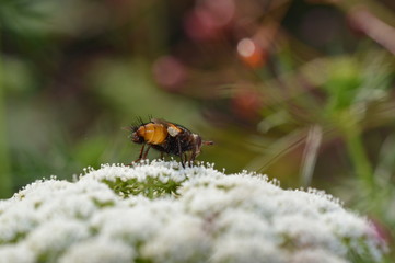 mouche
