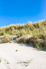 Dünengrass am Sandstrand