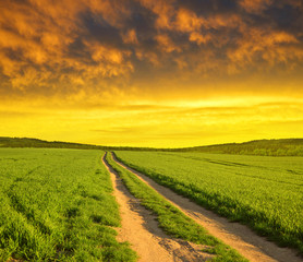 Dirt road in wheat field at sunset. Spring landscape.