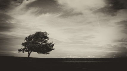 The lonely tree