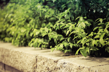 Vintage Brick wall and green leaf
