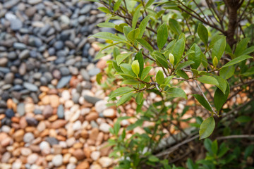 white ,gray ,orange pebbles background