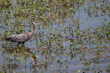 Great Blue Heron strolling in reeds