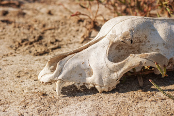Dog skull in grass