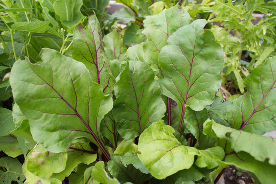 Early wonder beets in the garden