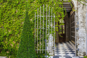 old steel door and a wall covered with green leaf