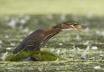Green Heron