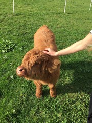 Fototapeta premium mucche vacche pelo lungo muso mucca vitellino vitello pelo corna allevamento 