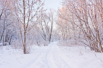 Fototapeta premium snowy path through the trees in park