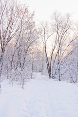 Fototapeta na wymiar snowy path in forest
