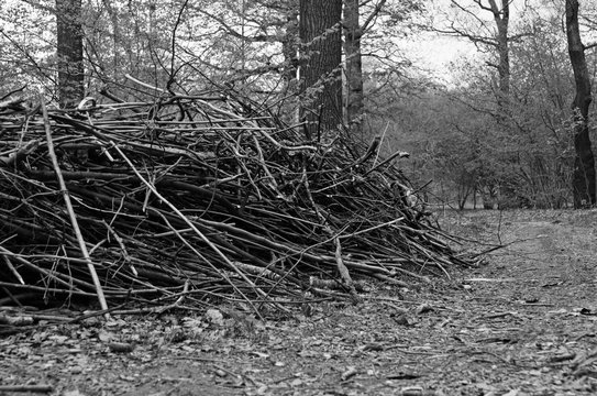 Fototapeta firewood at summer day black and white