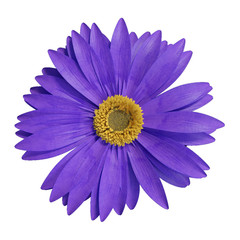 3D rendering of blue gerbera daisy isolated