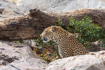 Fototapeta na wymiar Big Leopard in attacking position ready for an ambush between the rocks and bush. Kruger National Park, South Africa. Close up.