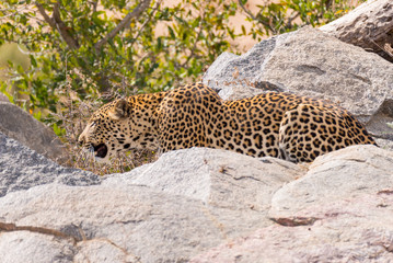 Fototapeta premium Duży Leopard w pozycji bojowej gotowy na zasadzkę między skałami a krzakami. Park Narodowy Krugera, Republika Południowej Afryki. Ścieśniać.