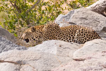 Foto op Canvas Big Leopard in attacking position ready for an ambush between the rocks and bush. Kruger National Park, South Africa. Close up. © fabio lamanna