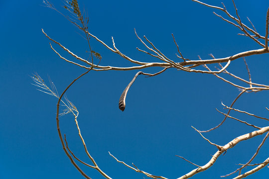 Egyptian Acacia. Vachellia nilotica