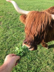 mucca pelo lungo toro vacca erba erbivoro mammifero 
