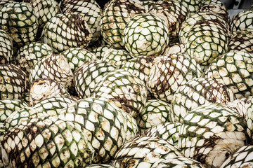 Fototapeta na wymiar Detail of heads of blue agave. plant for the production of tequi