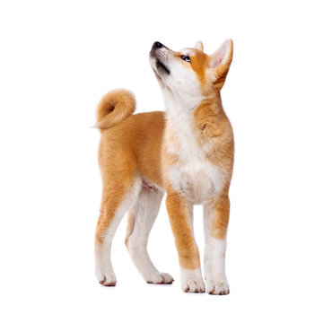 Akita Inu Purebred Puppy Dog Isolated On White Background. Shiba Inu