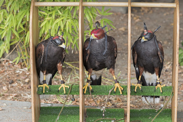 CAJA DE CETRERÍA CON 3 AGUILAS HARRIS ENCAPUCHADOS