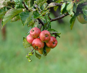 Apples on tree after the rain